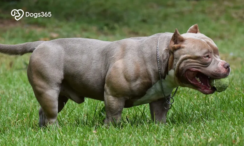 ●    How Are Exotic Bullies Different from Other Bulldogs?